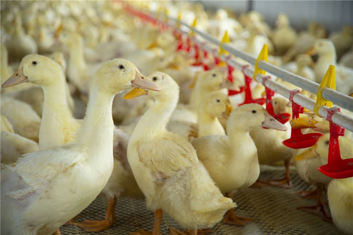 Intelligente Tierhaltung durch RFID-Technologie