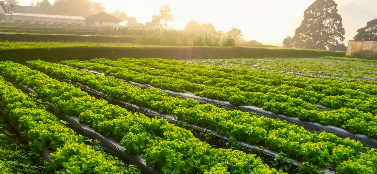 RFID in der intelligenten Landwirtschaft: Von UHF-RFID-Modulen bis hin zu Aufklebern für die Maschinenverfolgung und -wartung